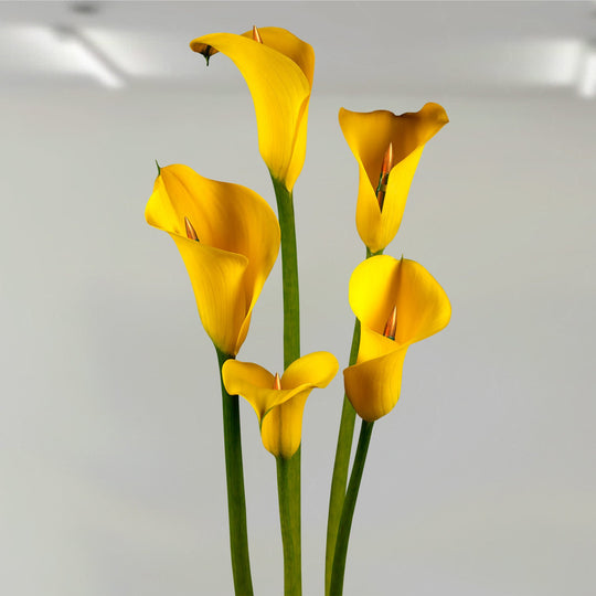 Famiglia | Pep Marchegiani